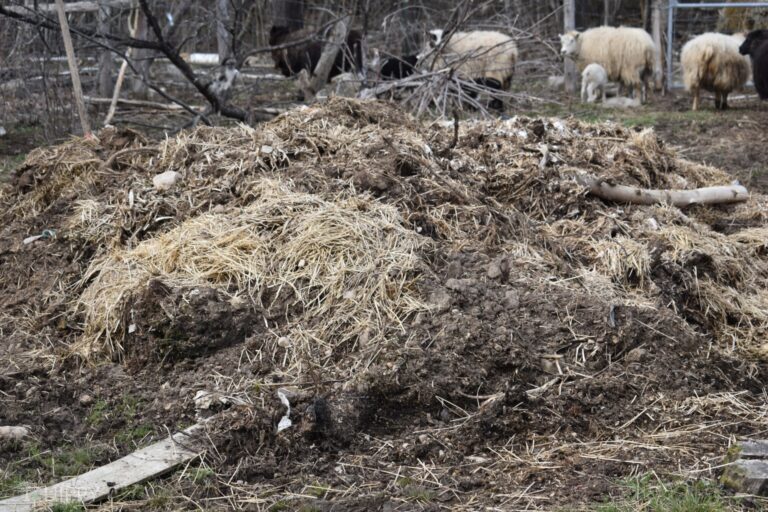 compost pile with hay and manure and sheep in the background