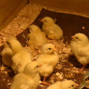 cornish cross baby chicks meat birds