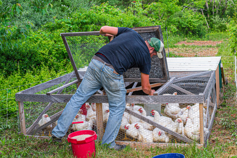man feeding chickens in a chicken tracktor