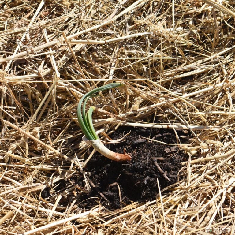 onion plant emerging in the garden