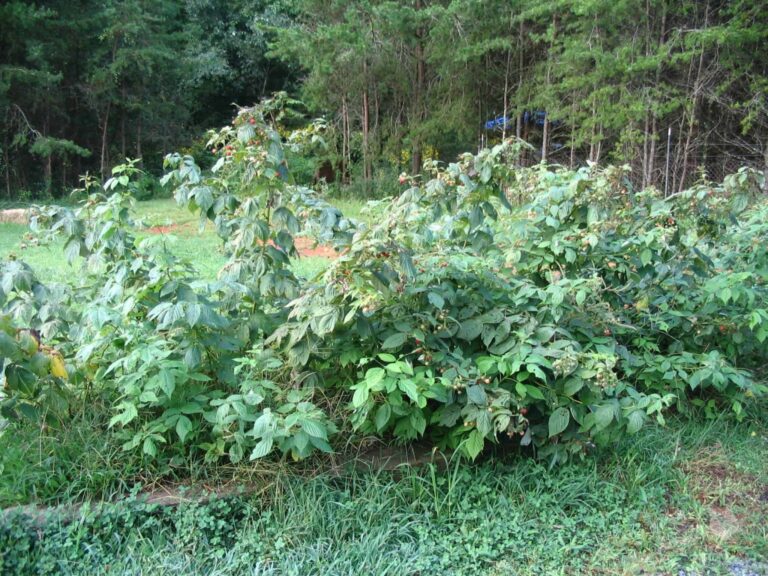 raspberry bushes in raised bed
