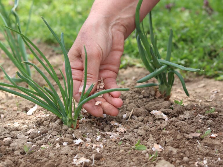 sprinkling crushed eggshells around onion plants in the garden