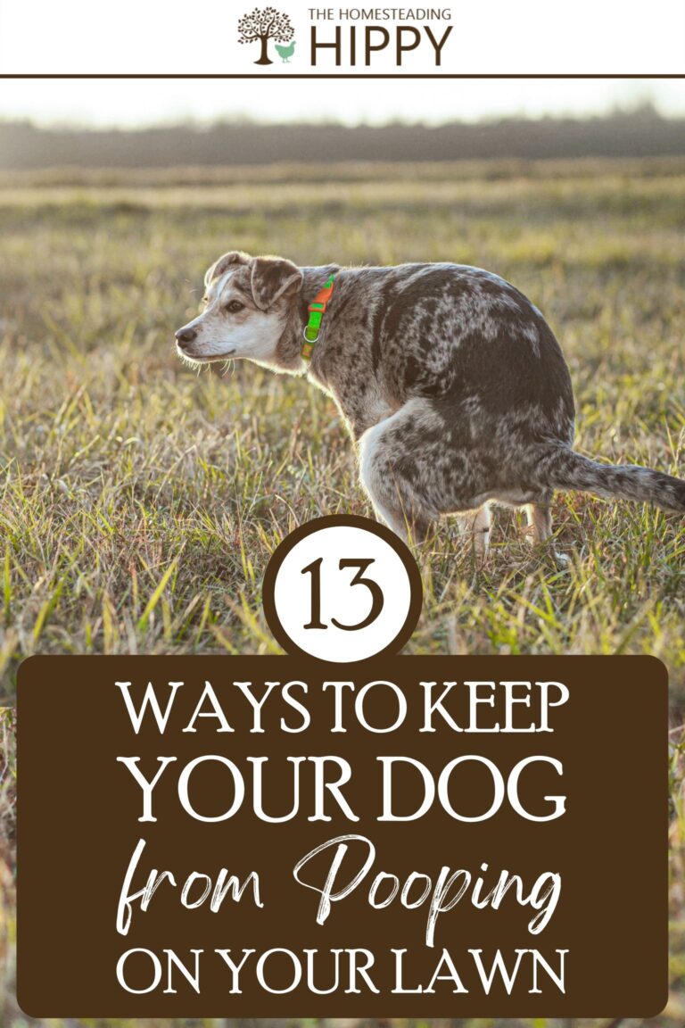 ways to keep your dog from pooping on your lawn pinterest