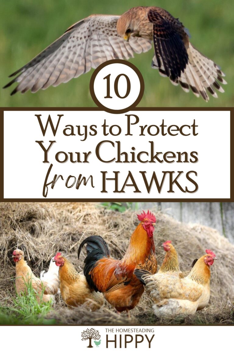ways to protect your chickens from hawks pinterest