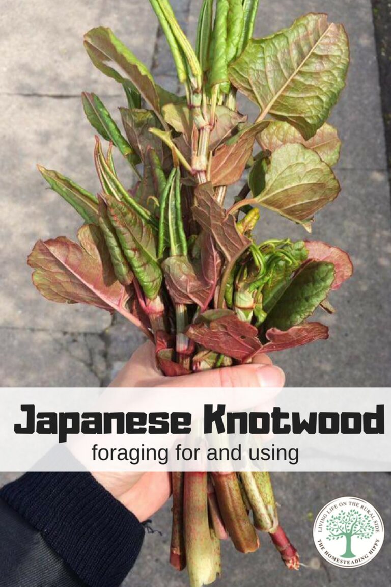 Japanese knotweed pin image
