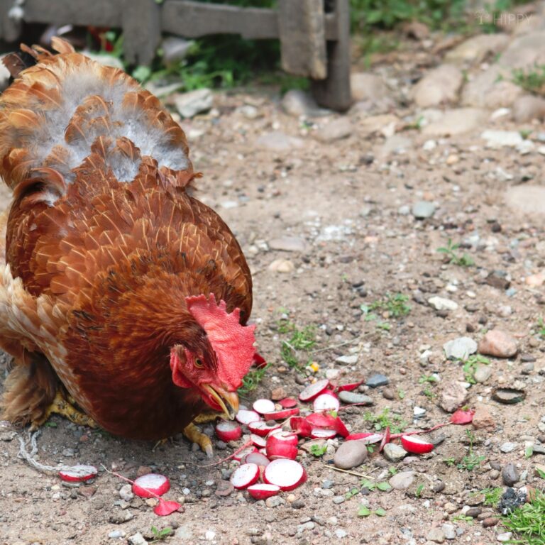 a hen eating sliced radish