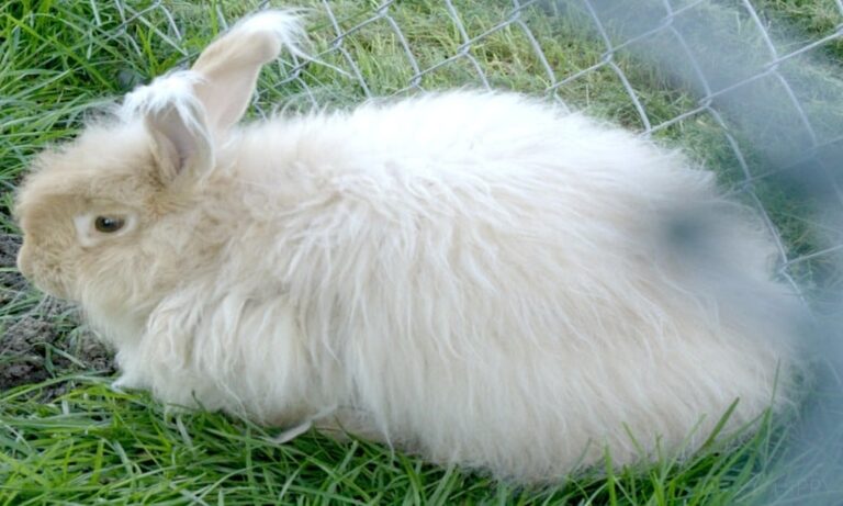 a white-brownish rabbit