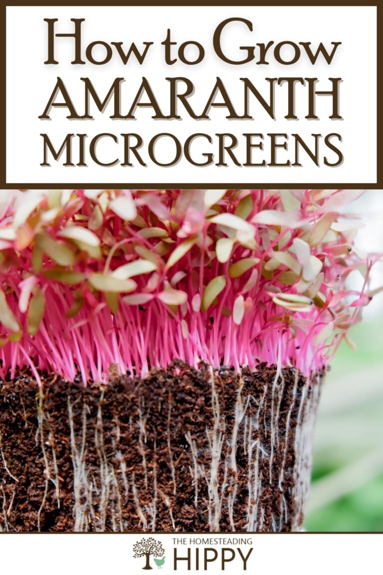amaranth microgreens pinterest