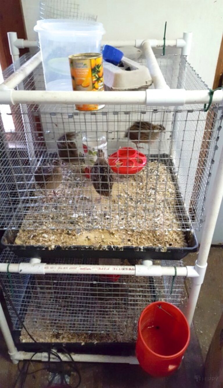 baby quail in cage