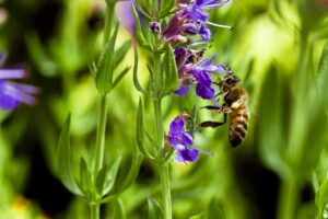 bee pollinating a Hyssop