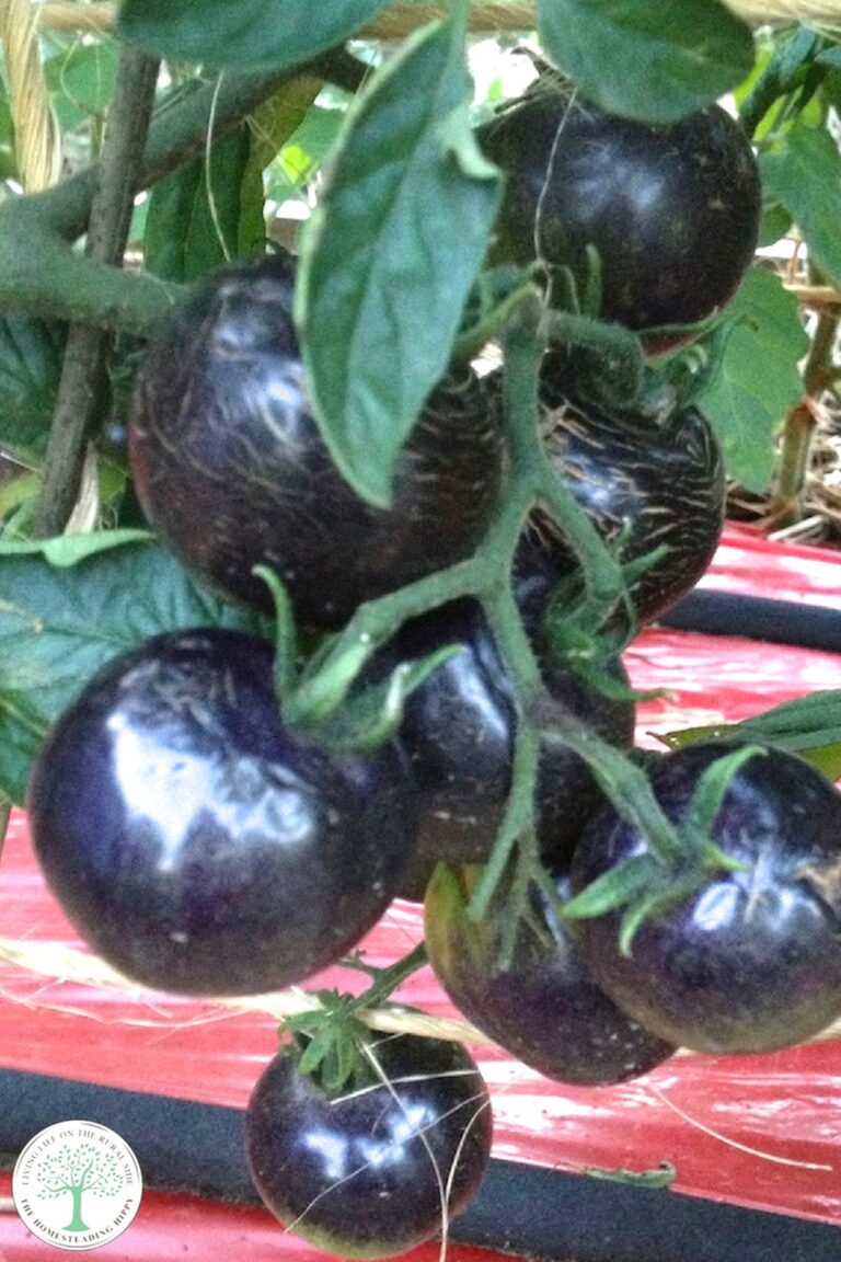 black krim tomatoes