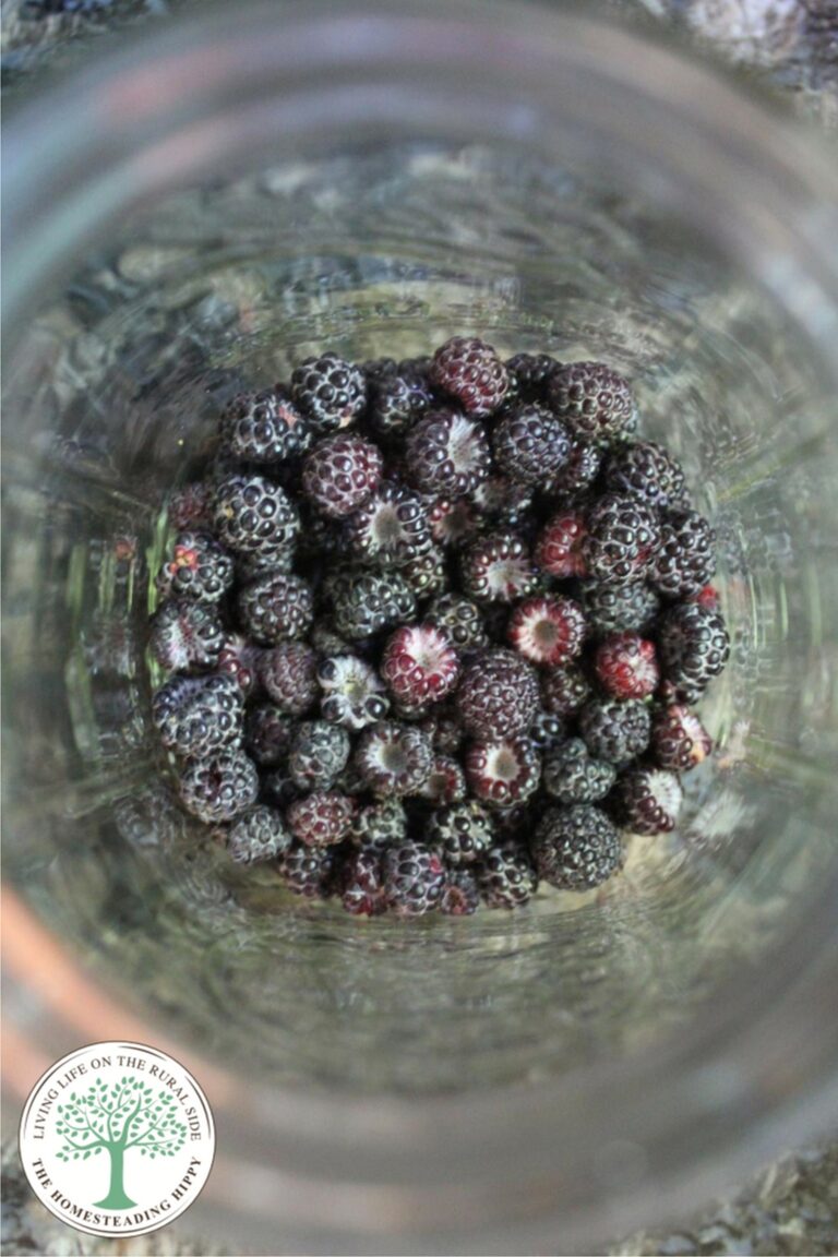 black raspberries in a jar