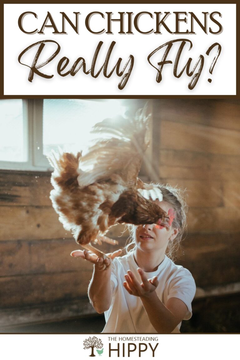 can chicken fly pinterest