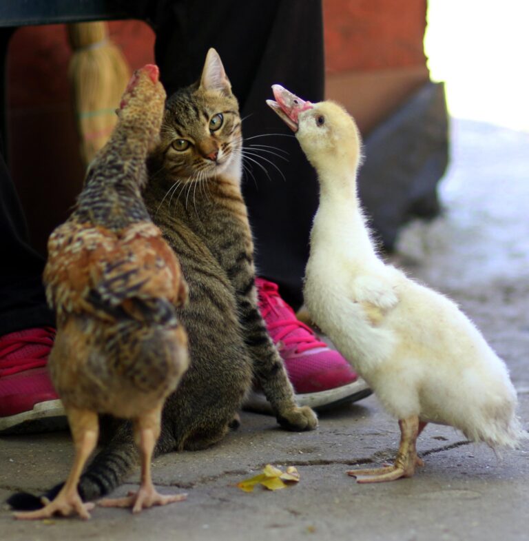 cat watching a chicken and a baby duck