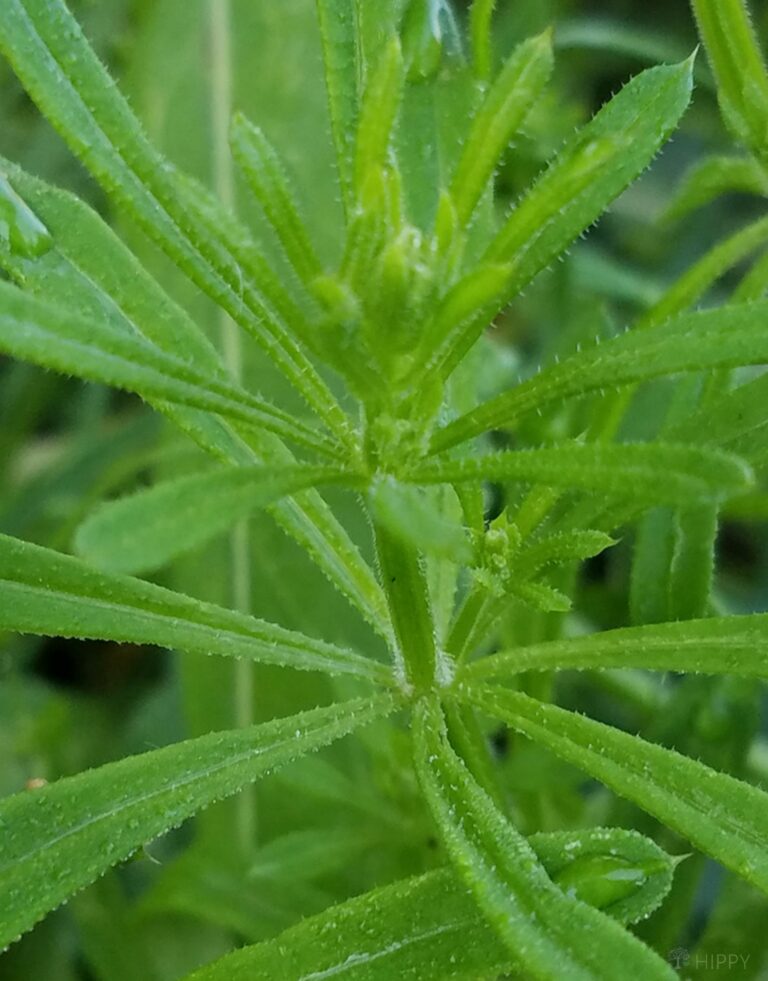 cleaver plant close-up