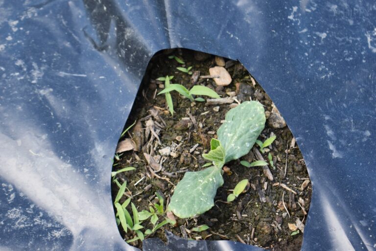 3 weeks old cucumber seedling covered with black plastic sheeting
