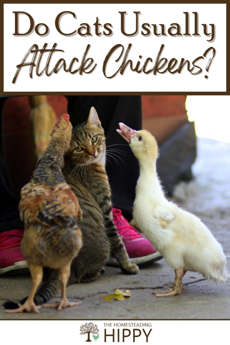 do cats usually attack chickens pinterest