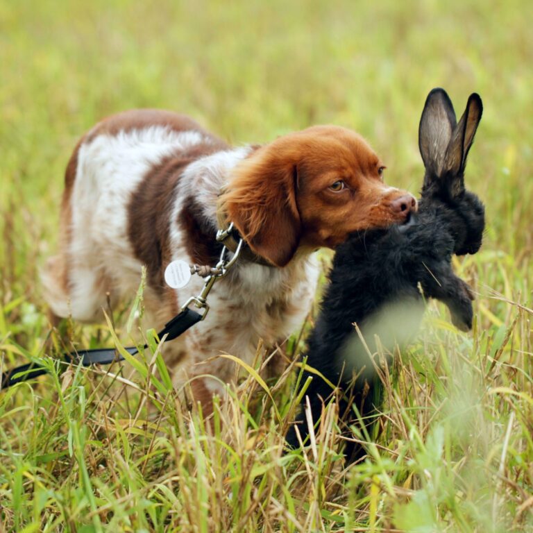 dog catching rabbit