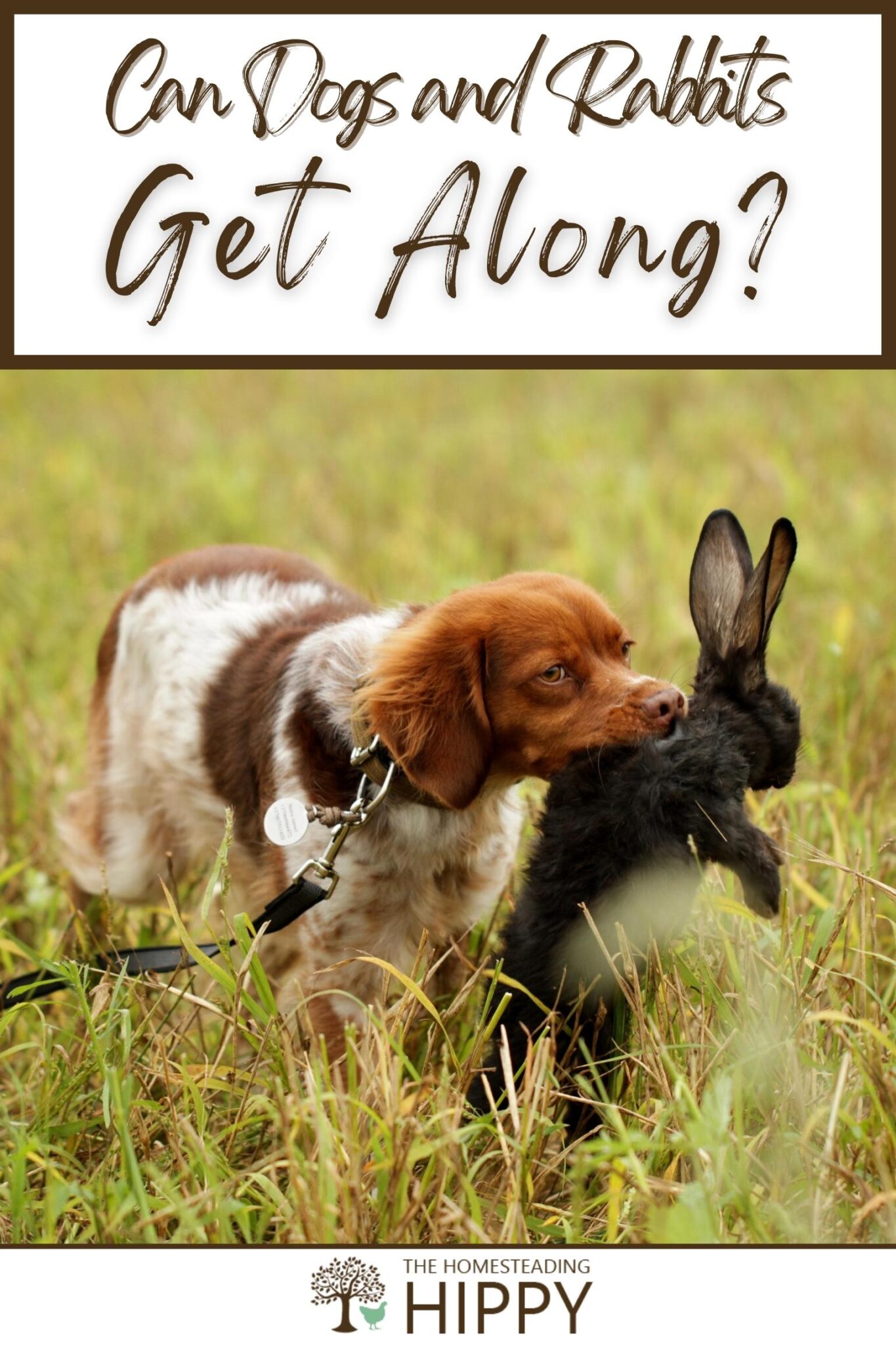 Can Dogs and Rabbits Get Along?