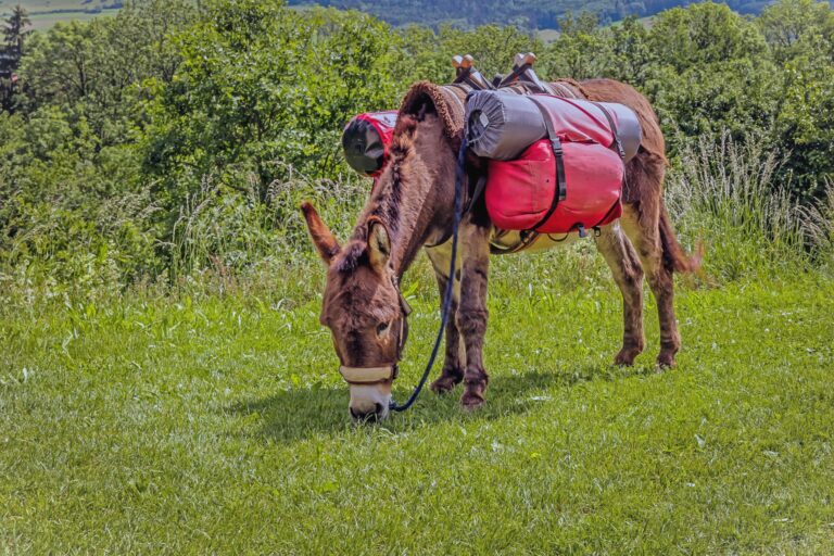 donkey carrying weights