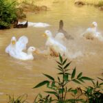 ducks bathing in pond on the homestead