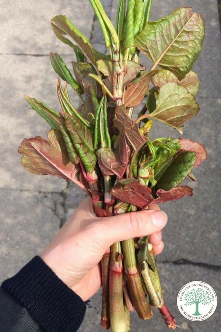 harvested Japanese knotweed in hand