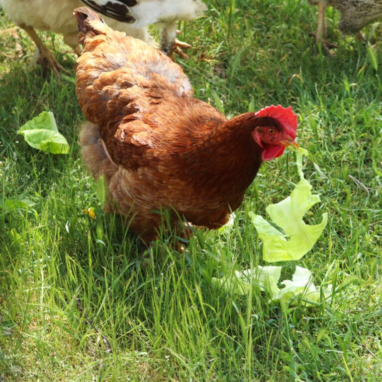 hen eating cabbage