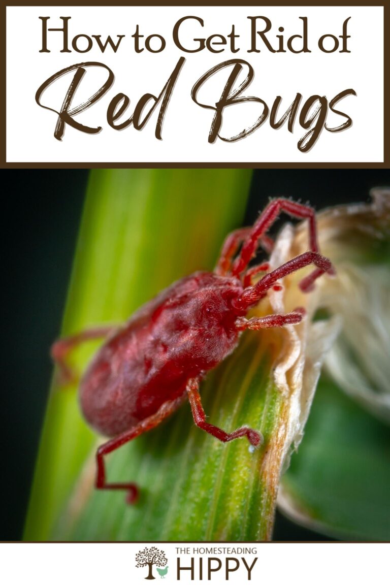 how to get rid of red bugs pinterest
