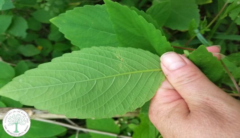 underside of Jewelweed plant leaf