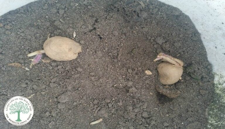 more potatoes in dirt