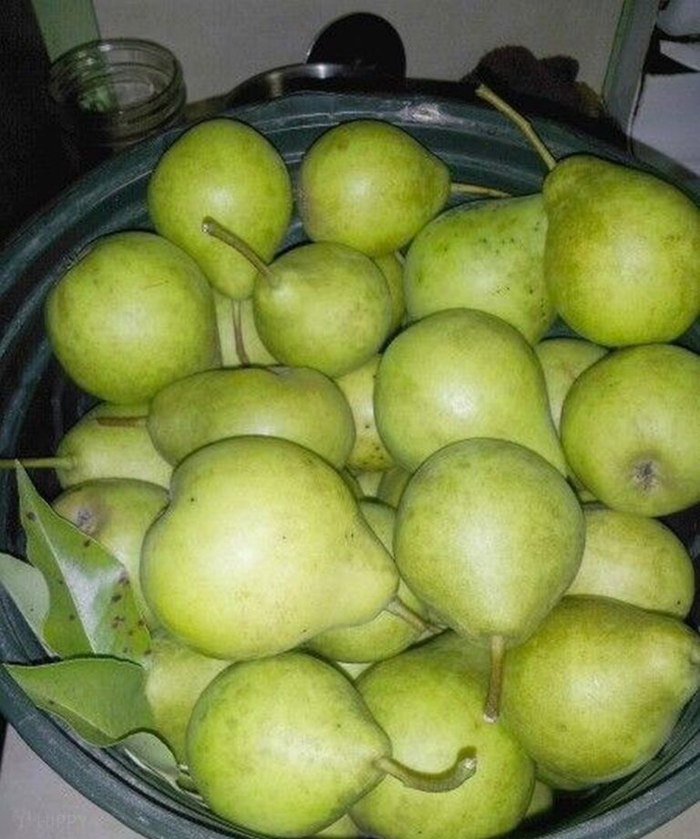 pears gotten from a food swap event