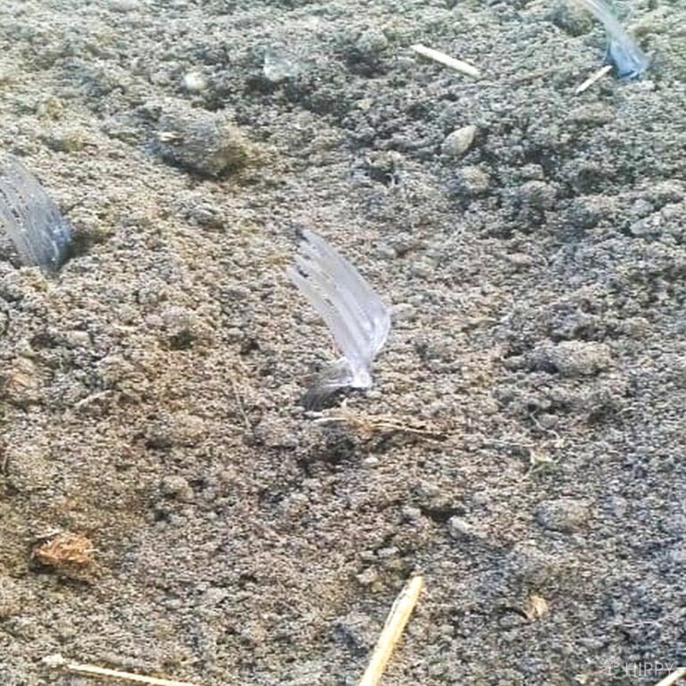 plastic fork buried in garden soil