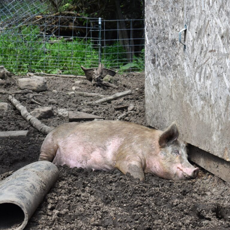 pregnant pig sleeping