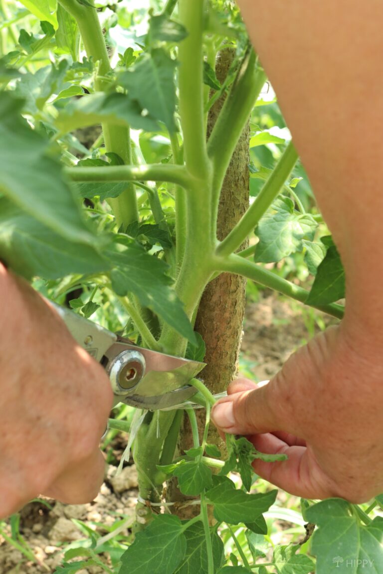 pruning a tomato plant
