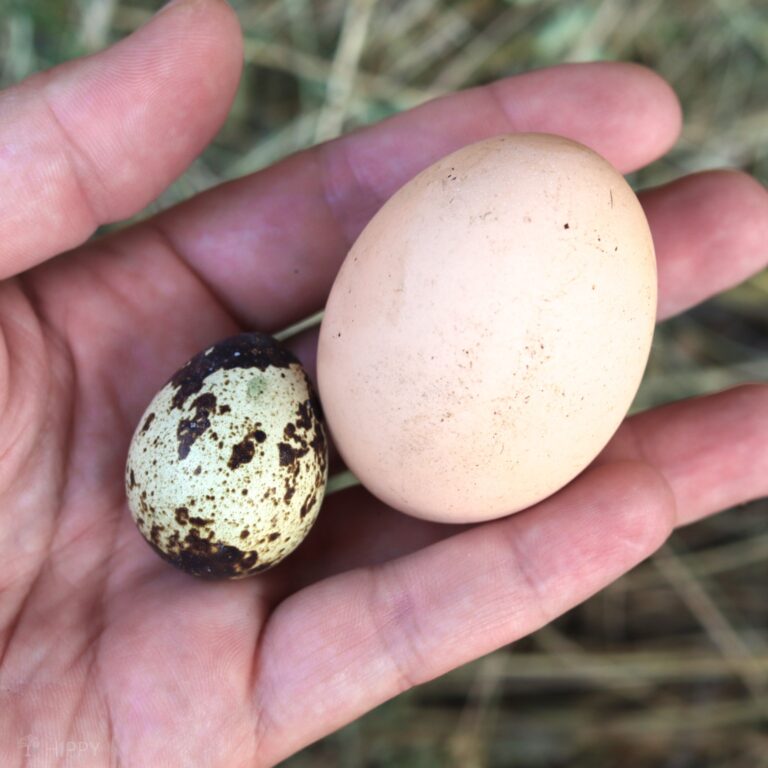 quail egg next to chicken egg for size comparison