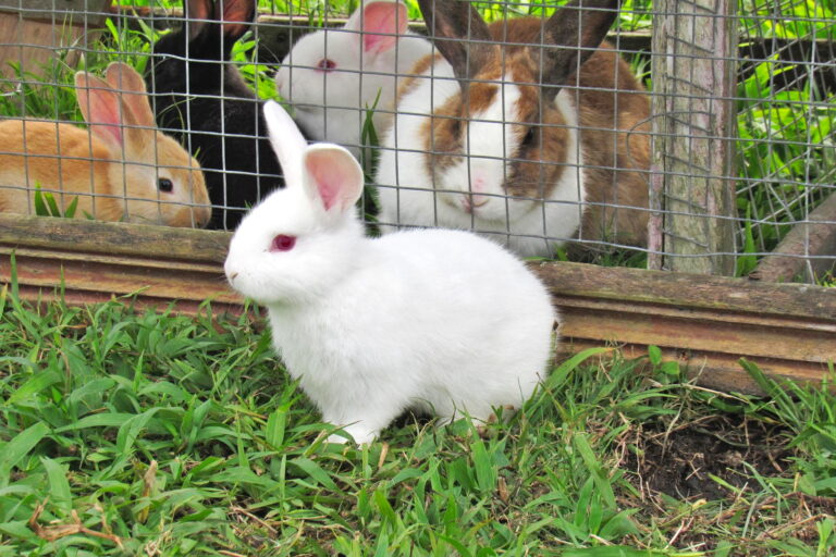 rabbits inside and outside their cage