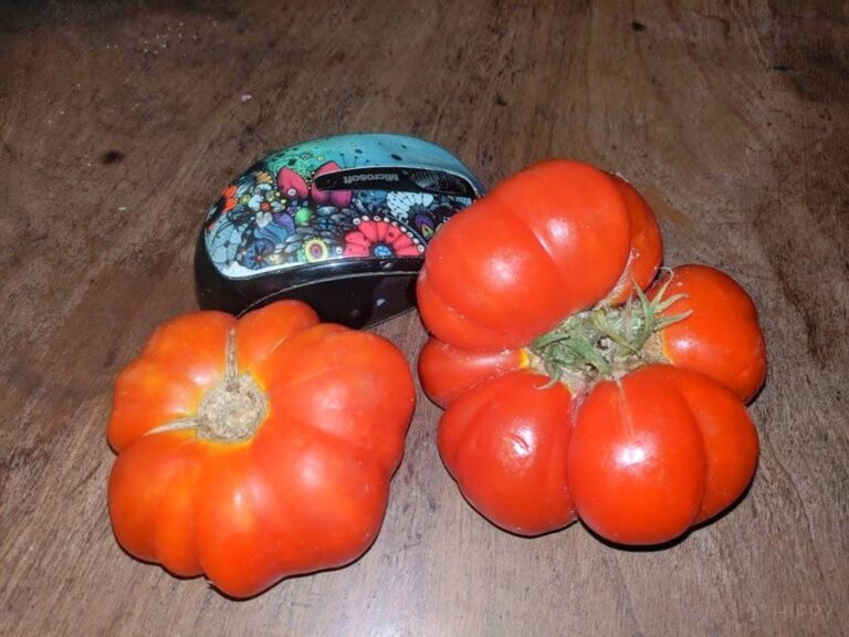 two harvested tomatoes