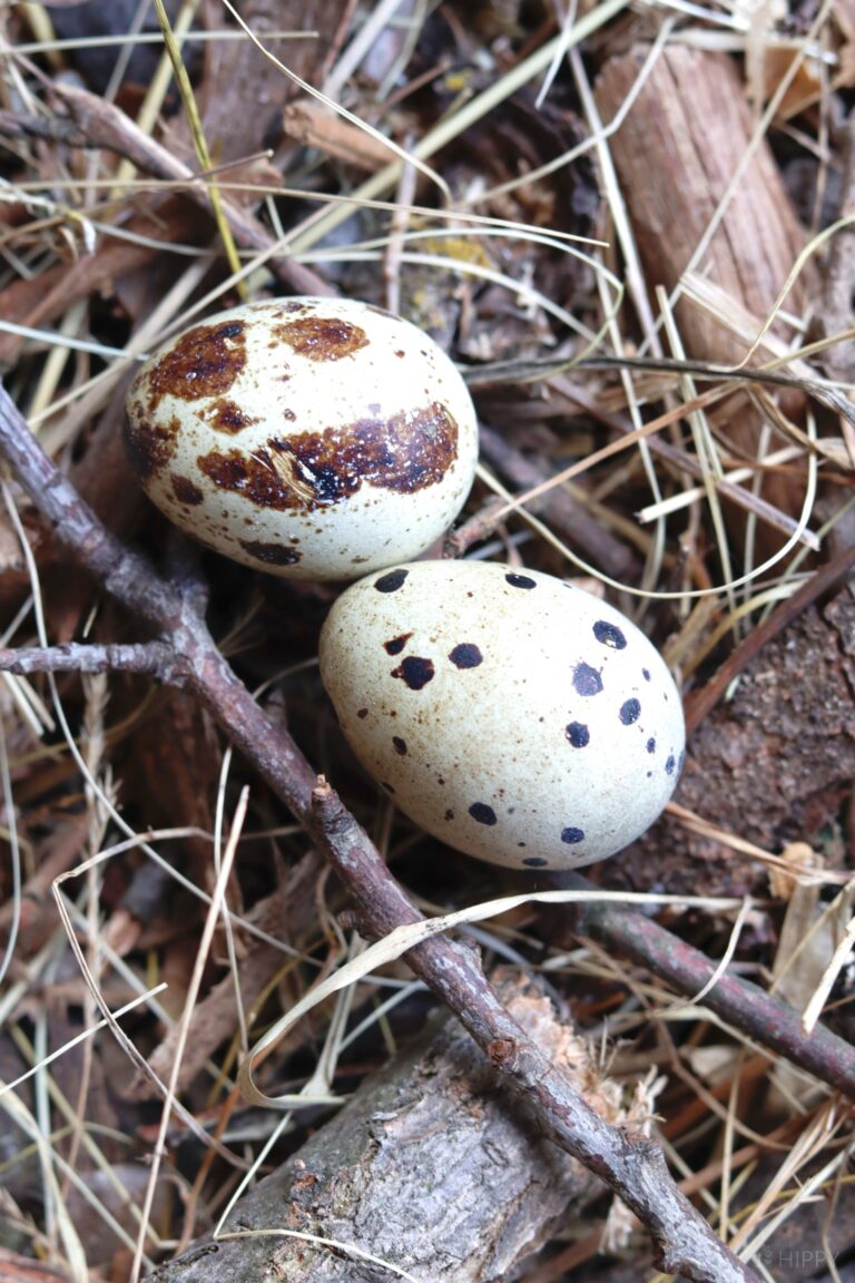two quail eggs