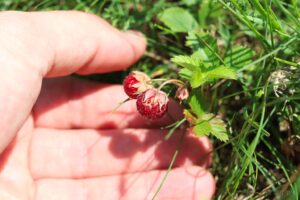 two wild strawberries ready to be picked