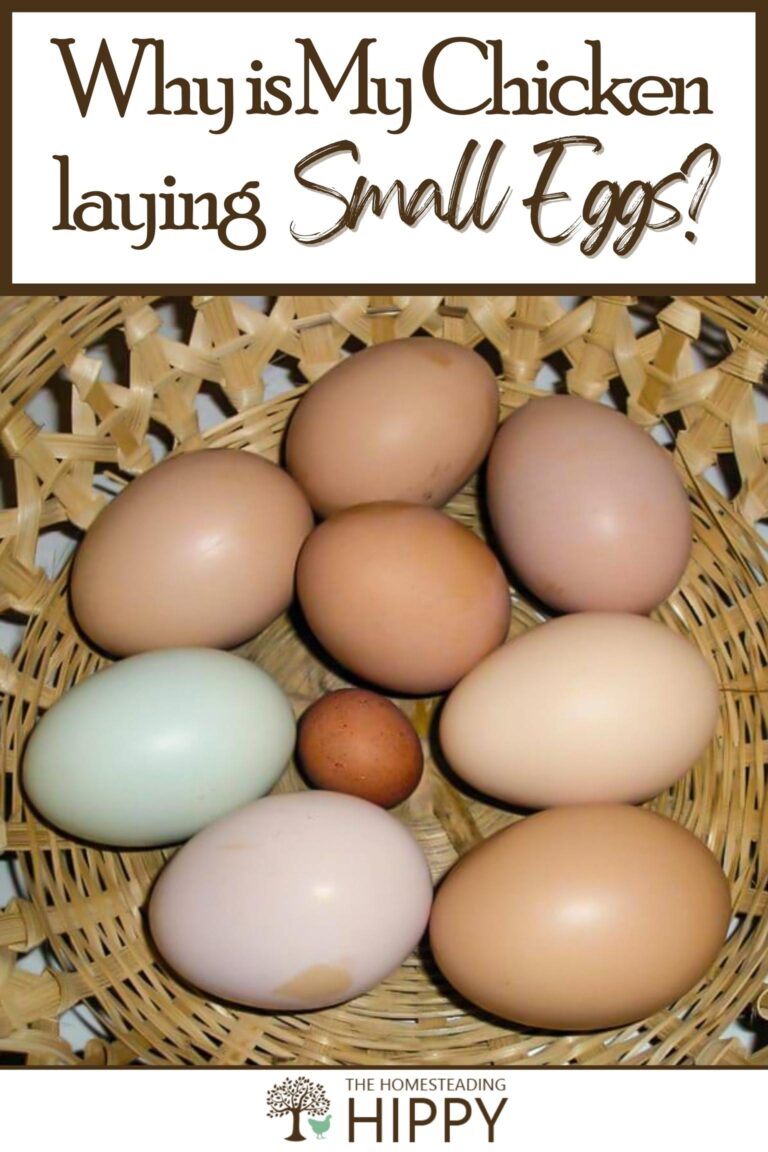 why is my chicken laying small eggs pinterest