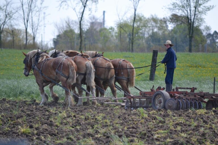 young Amish man plowing the field with 4 horses