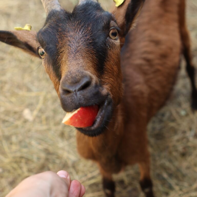 an alpine goat eating an apple