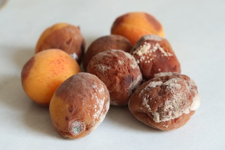 apricots with brown rot