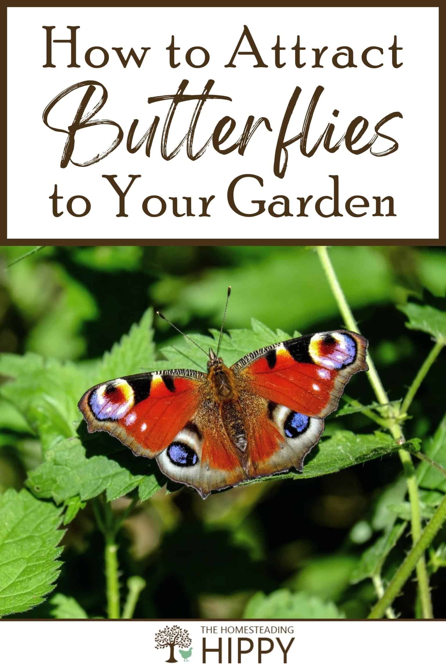 How to Attract Butterflies to Your Garden (16 Different Ways)