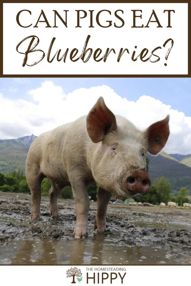 can pigs eat blueberries pinterest
