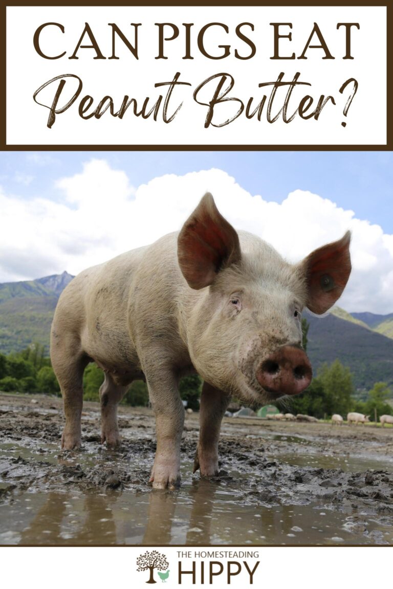 can pigs eat peanut butter Pinterest image