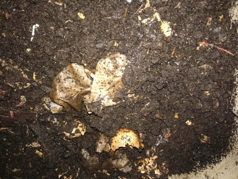 eggshells and coffee grounds in a compost container