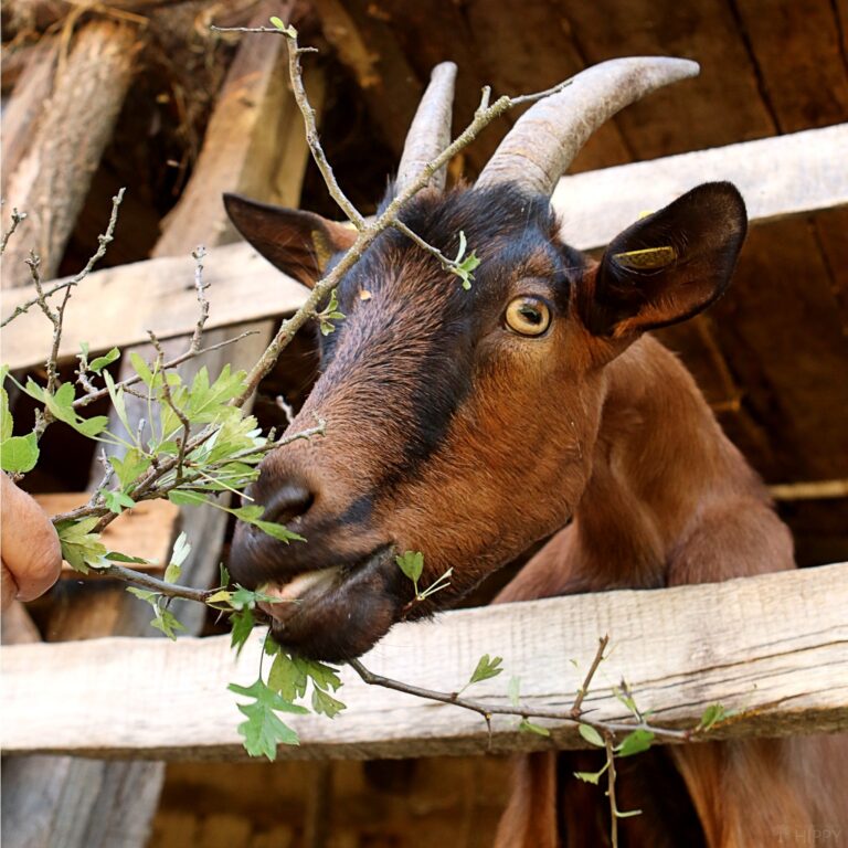 goat nibbling on some thorns