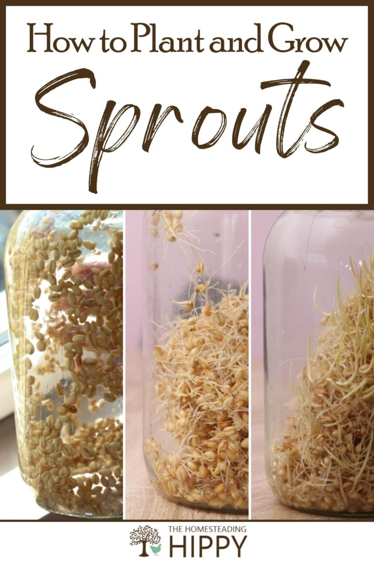 growing sprouts pinterest