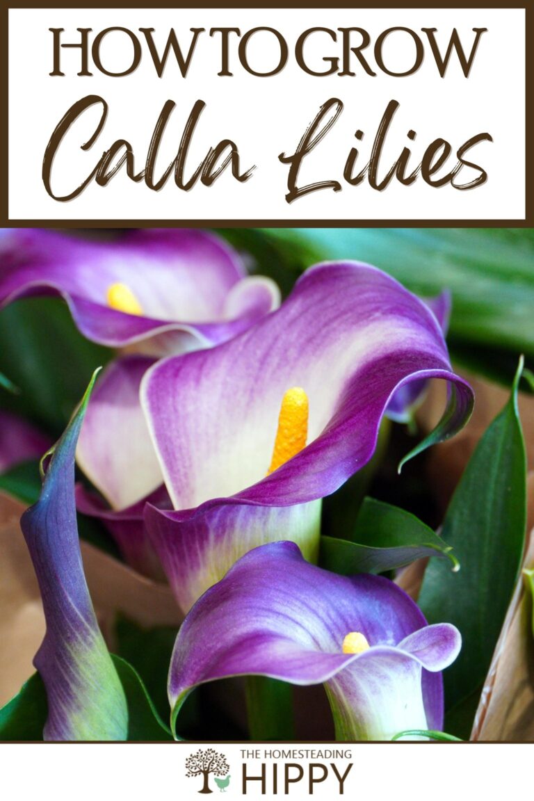 Calla lilies Pinterest image